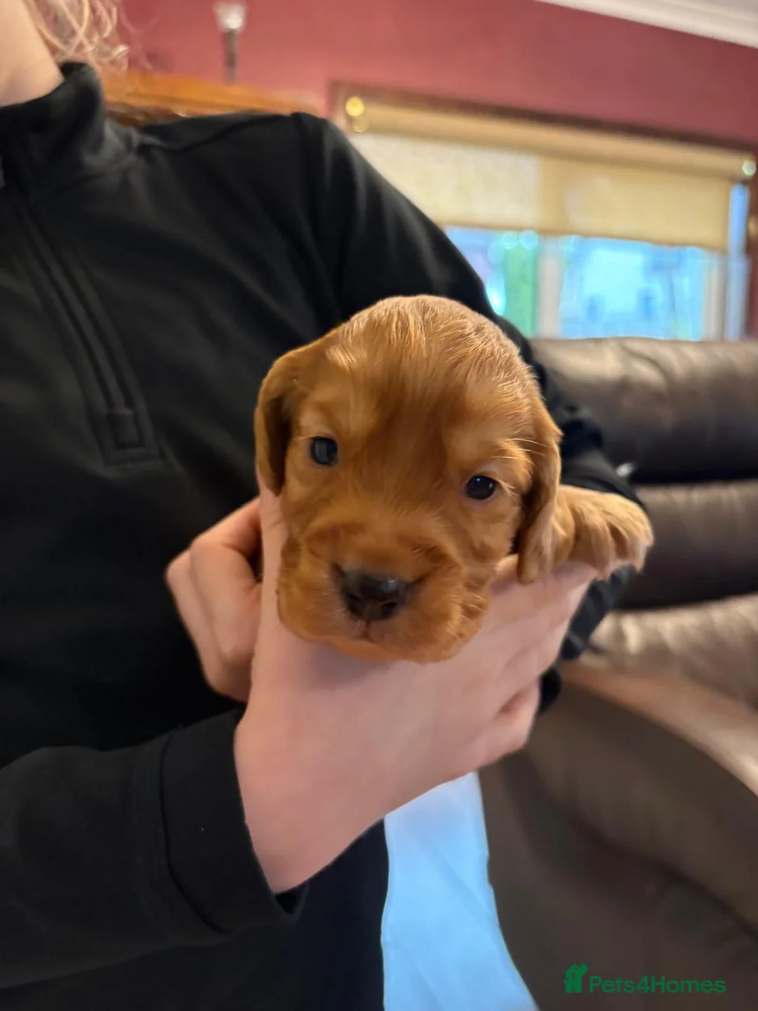 Cocker Spaniel dogs for sale: KC Registered Working Cocker Spaniel Puppies  - Advert 2