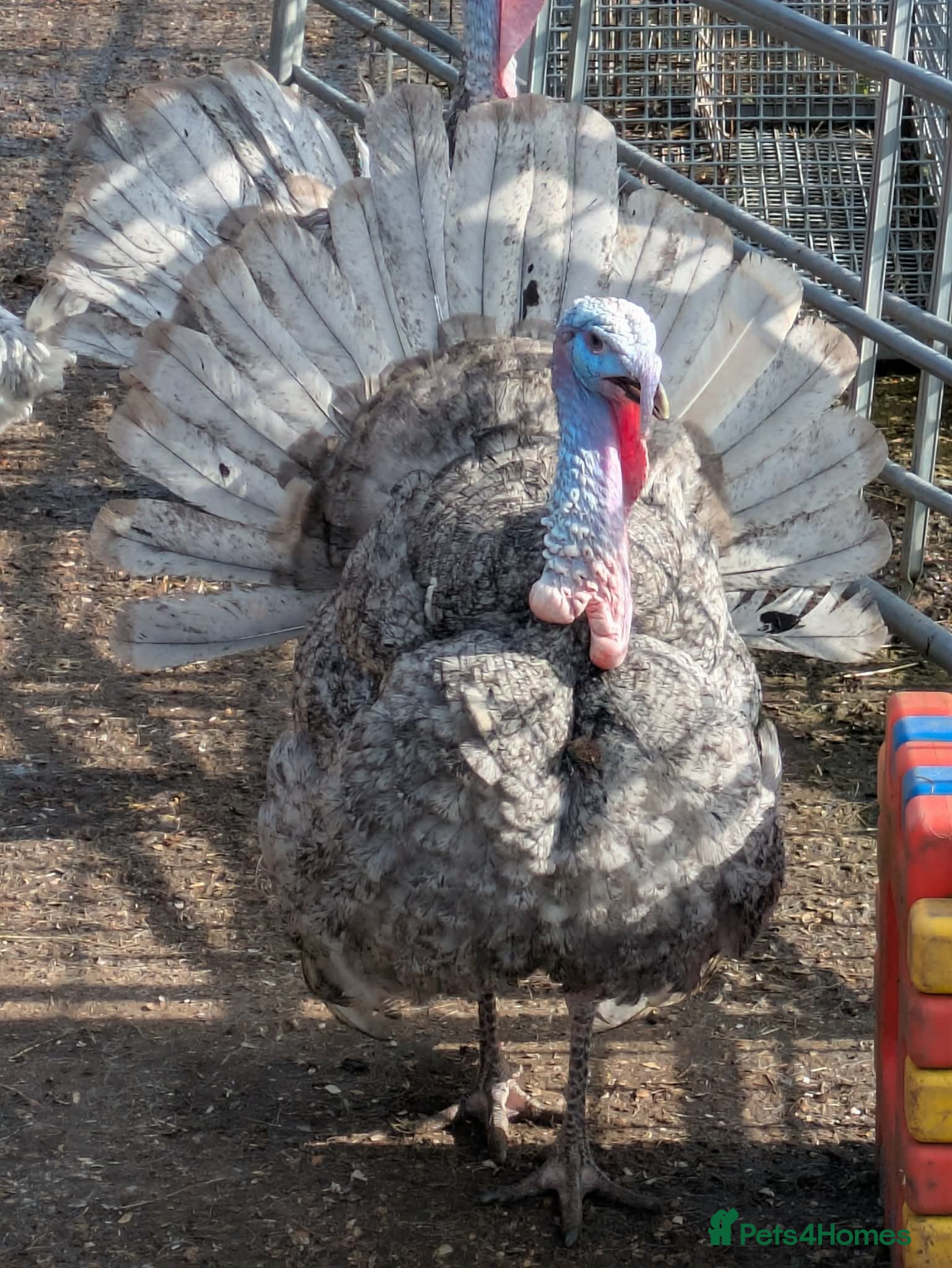 Turkeys poultry Heritage Grey Slate Turkey Stag  - Advert 1