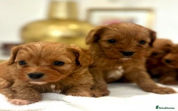 Cavapoo dogs for sale: 🐾 Red f1 Cavapoo Puppies 🐾 - Image 2
