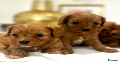 Cavapoo dogs - Advert 2