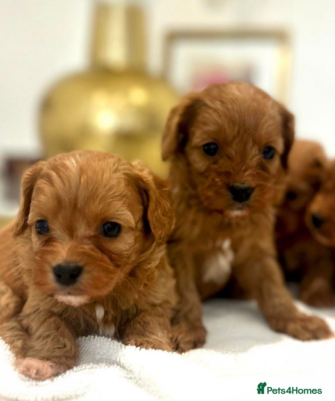 Cavapoo dogs for sale: 🐾 Red f1 Cavapoo Puppies 🐾 - Image 2
