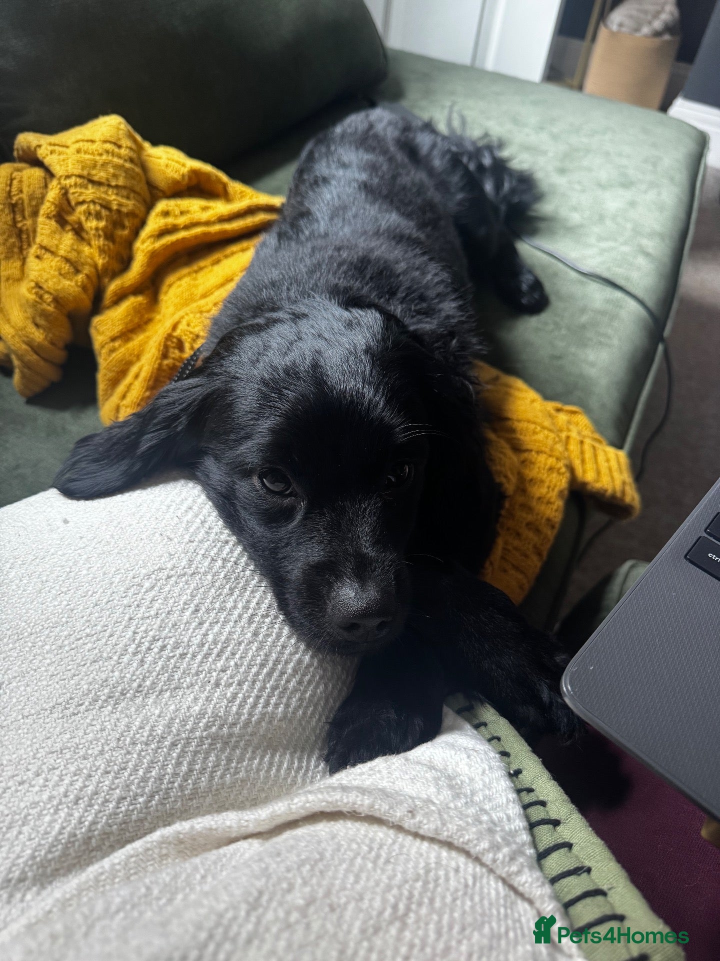 Mixed Breed dogs Rehoming my pomapoo - Advert 12