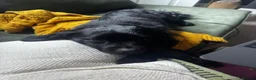 Mixed Breed dogs for sale: Rehoming my pomapoo - Advert 2