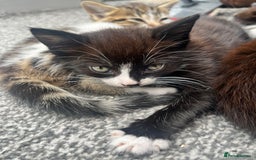 Mixed Breed cats for sale: 🐾 Adorable Kittens Looking for Loving Homes 🐾 - Image 5