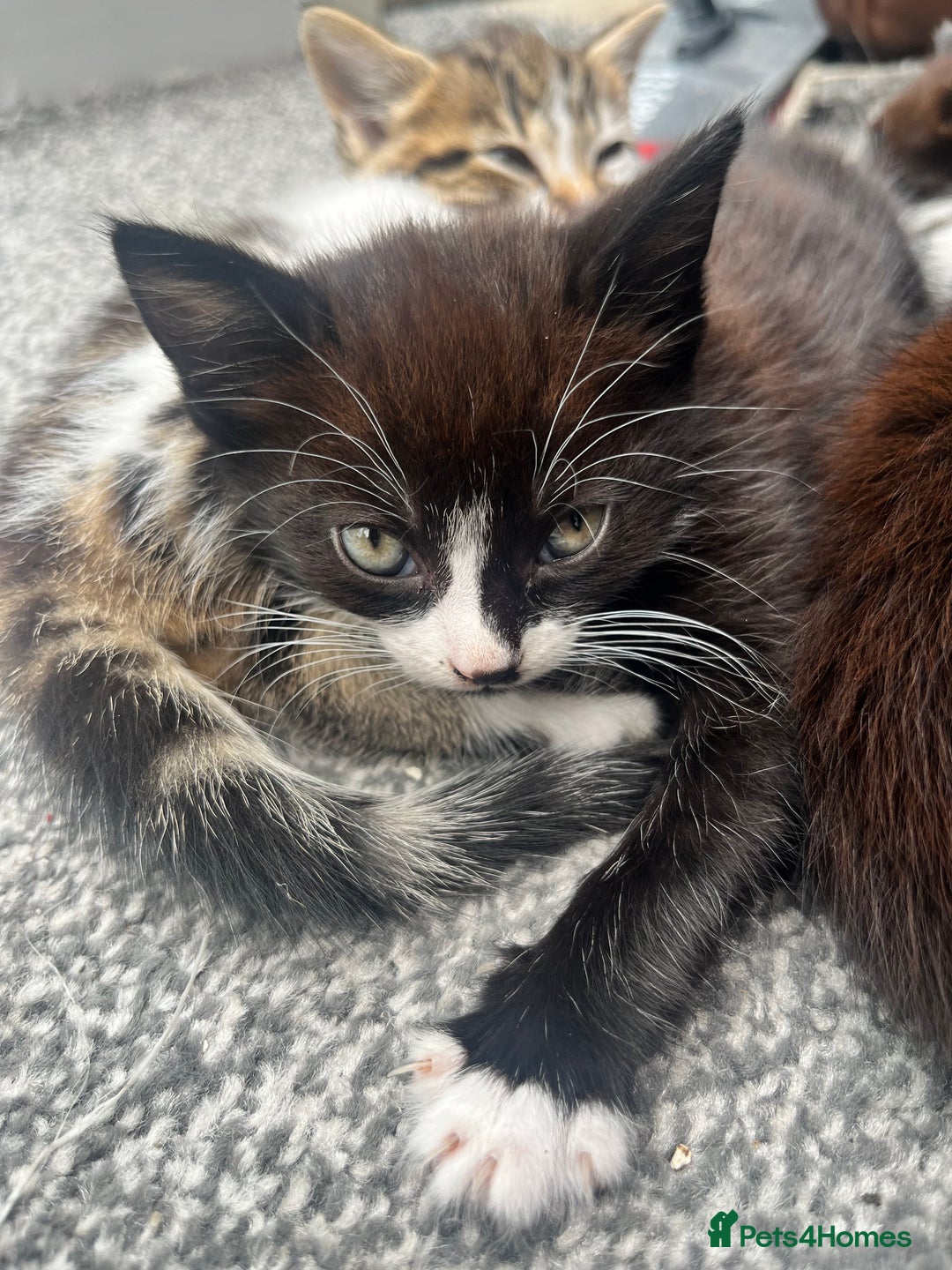 Mixed Breed cats for sale: 🐾 Adorable Kittens Looking for Loving Homes 🐾 - Image 5
