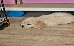 Cockapoo dogs for sale: American cockapoo  - Image 6