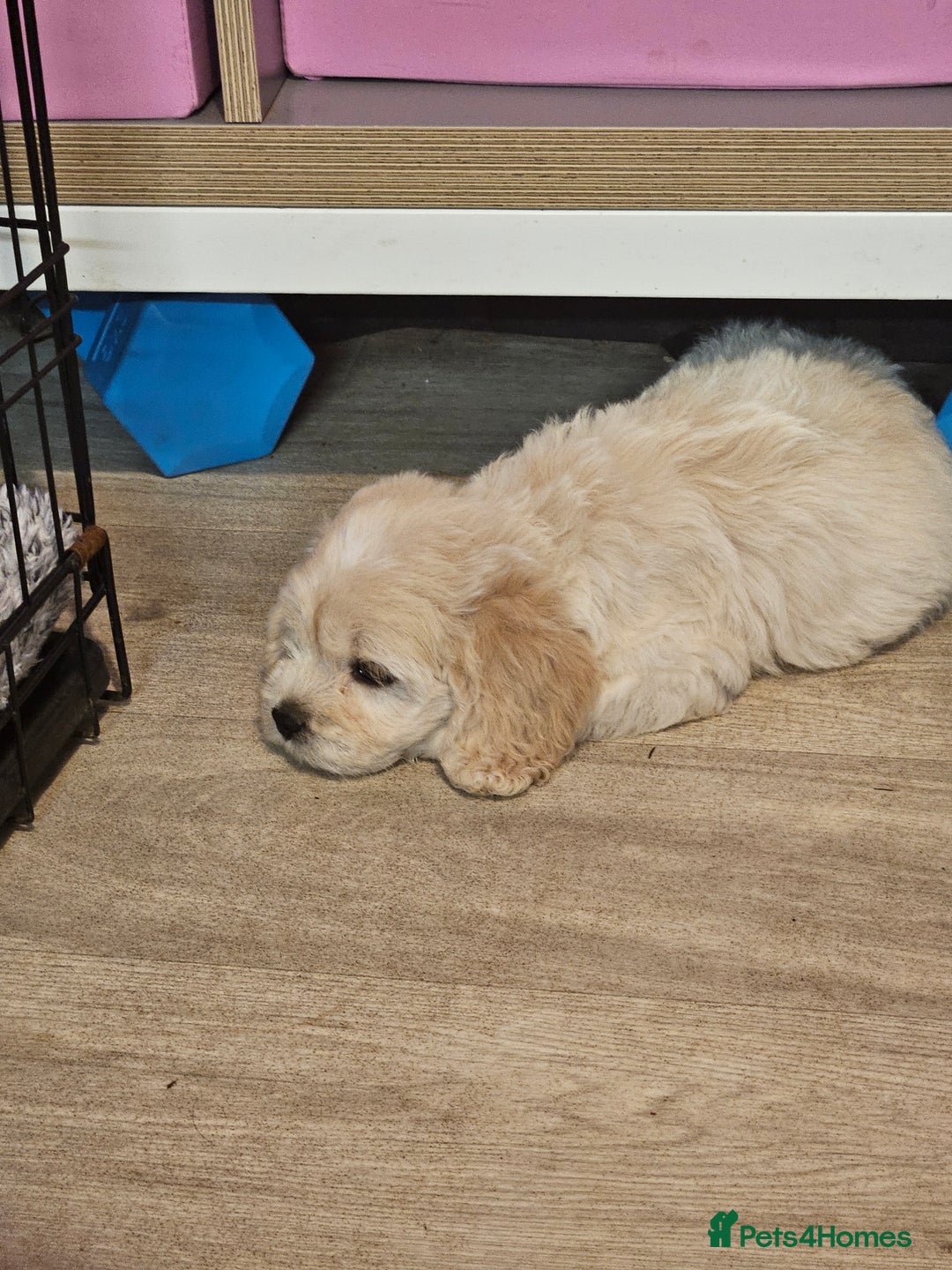 Cockapoo dogs for sale: American cockapoo  - Image 6