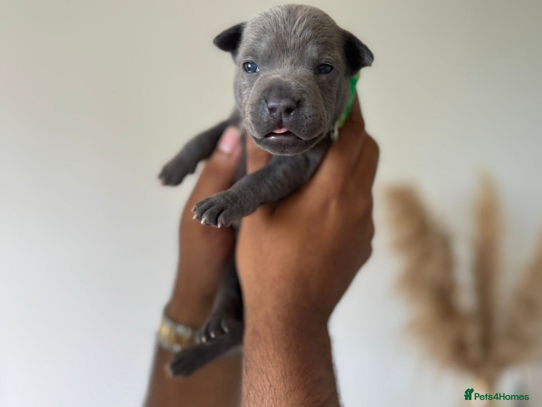 Staffordshire Bull Terrier dogs for sale: 😍😍 BEAUTIFUL & CHUNKY BLUES💙 - Image 25