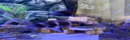 Cichlids fish for sale: Frontosa breeding group - Advert 3