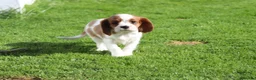 Cavalier King Charles Spaniel dogs for sale: Beautiful Cavalier King Charles Spaniel puppies - Advert 15