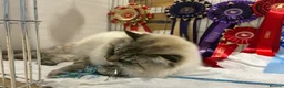Ragdoll cats for sale: Amazing Ragdoall kittens - Advert 7
