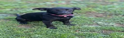 Jack Russell dogs for sale: Forsale  - Advert 8