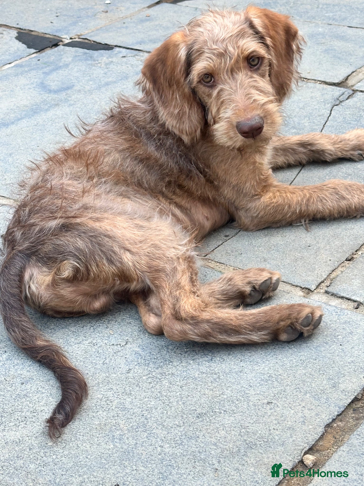 Labradoodle dogs Labradoodle puppies last boy reduced ready now   - Advert 17