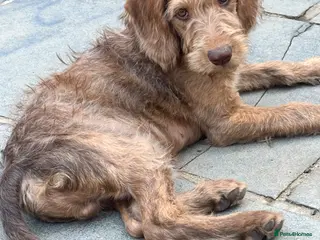 Labradoodle dogs Labradoodle puppies last boy reduced ready now - Advert 17