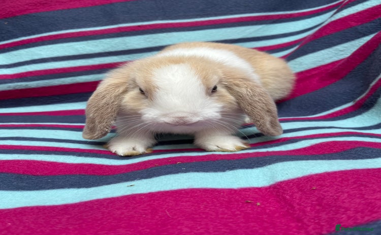 Mini Lop rabbits - Advert 13