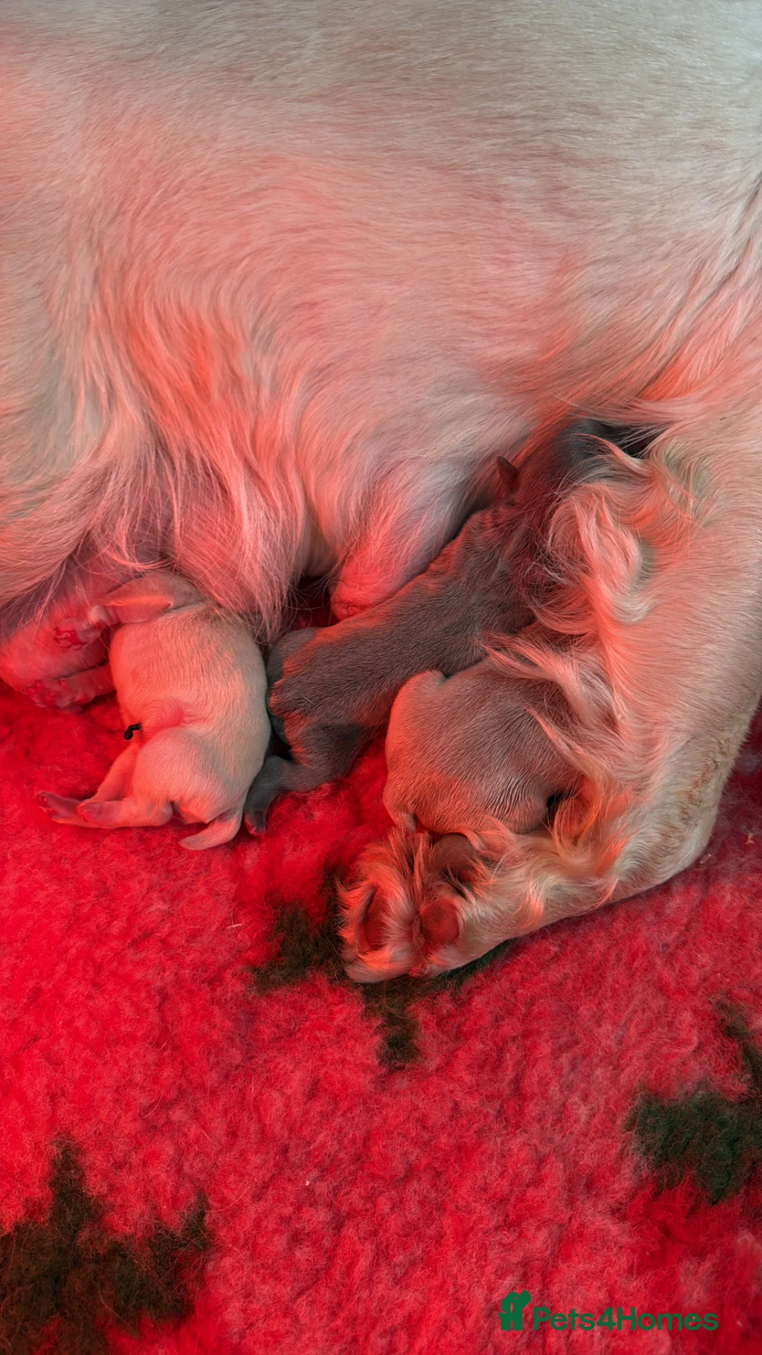 French Bulldog dogs for sale: Fluffy French bulldogs - Advert 2