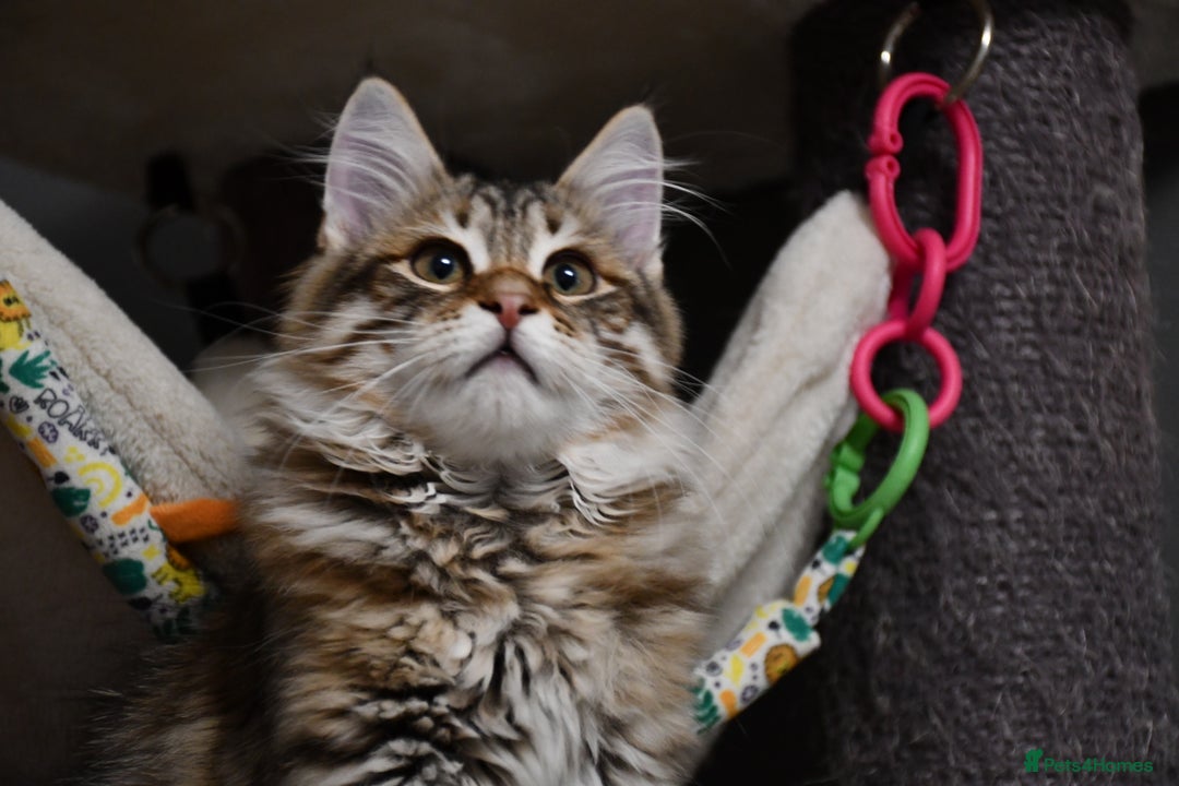 Siberian cats for sale: Siberian From Tunguska House Cattery - Advert 21