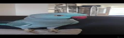 Parrots birds for sale: Male indian ringneck parrot in Doncaster - Advert 1