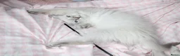 Ragdoll cats for sale: Three months old, fully vaccinated  - Advert 8
