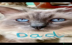 Ragdoll cats for sale: Flame point ragdoll boy for sale - Image 7