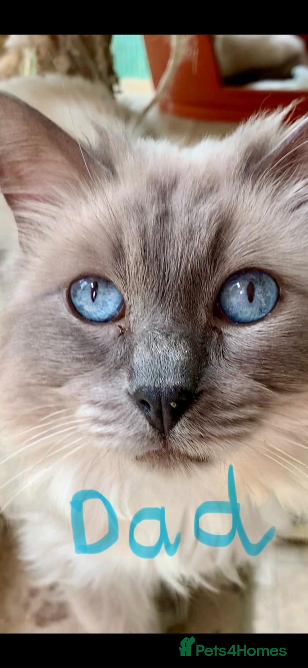 Ragdoll cats for sale: Flame point ragdoll boy for sale - Image 7