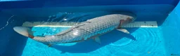 Koi Carp fish for sale: Platinum Ogon Chagoi Hi Utsuri - Advert 4