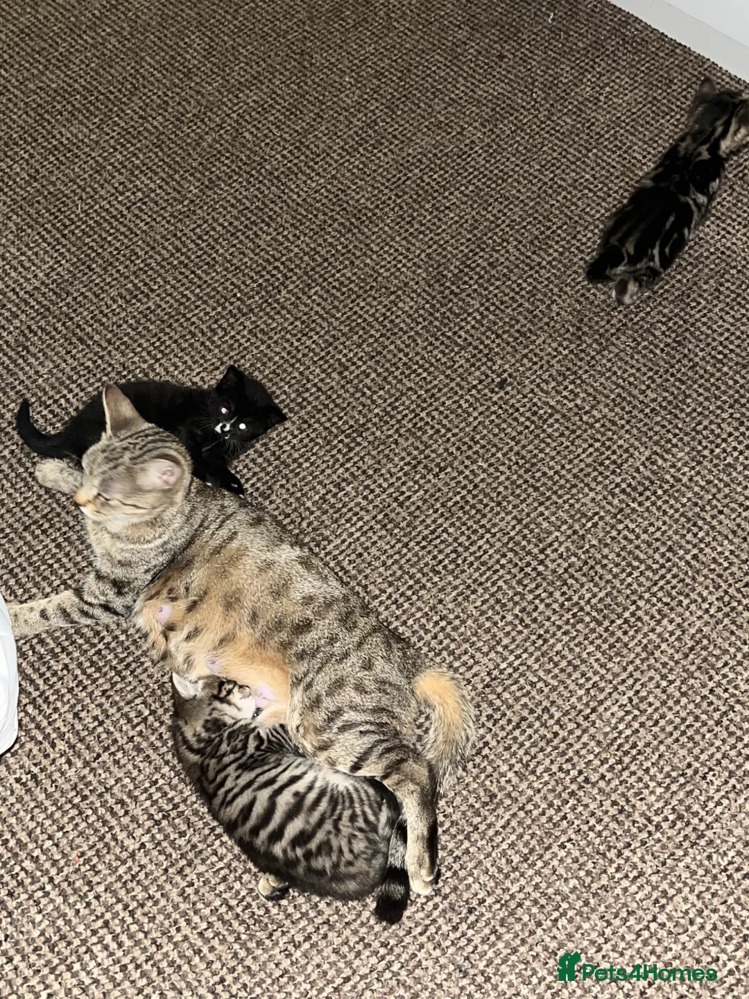 Mixed Breed cats for sale: Kittens  in Derby - Advert 1