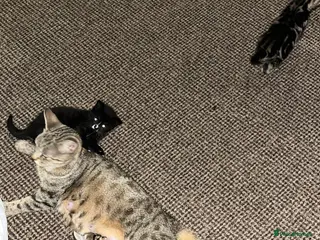 Mixed Breed cats Kittens - Advert 1