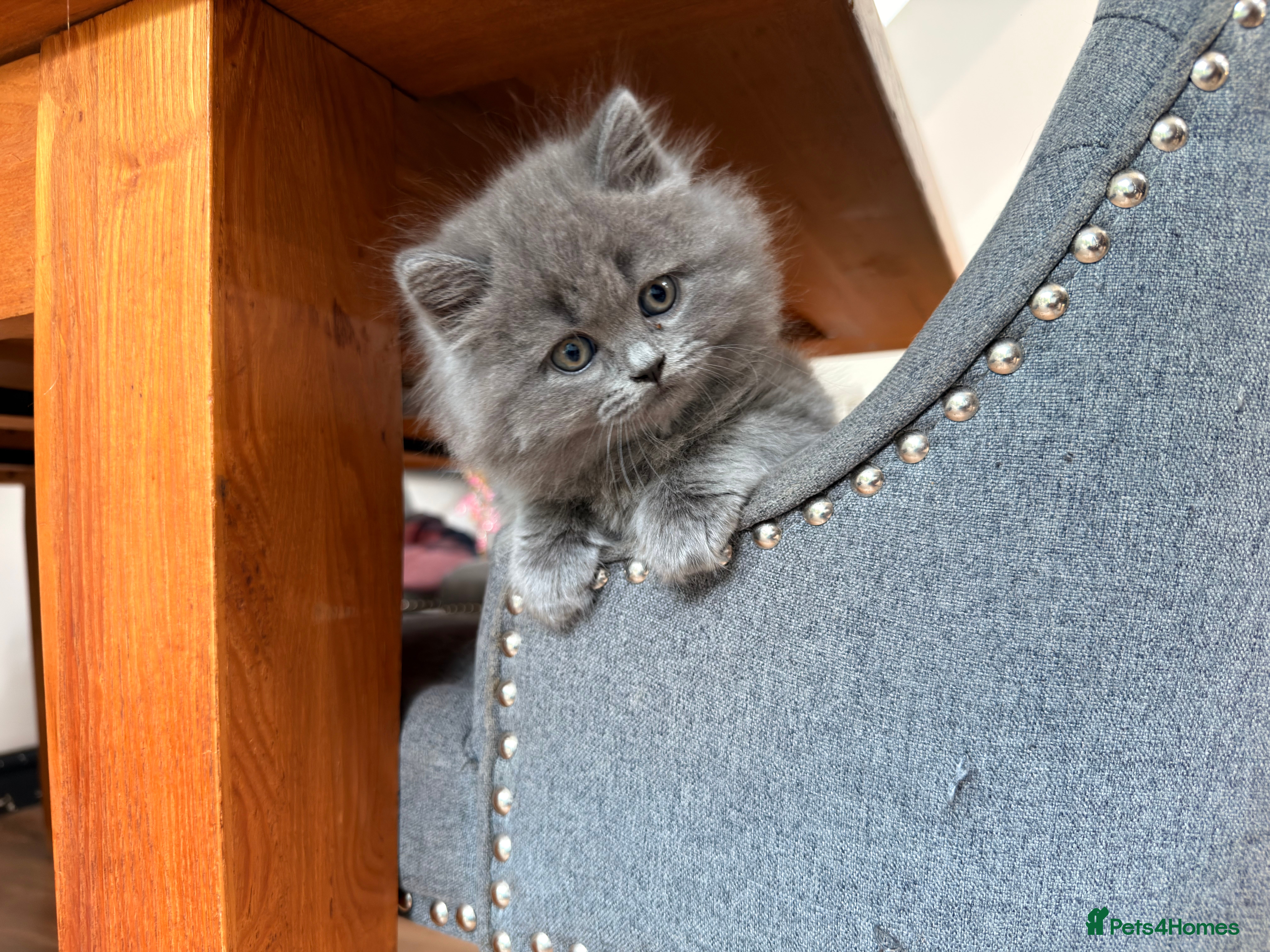 Scottish Fold cats for sale: 5 beautiful Scottish Fold’s kittens  - Advert 19