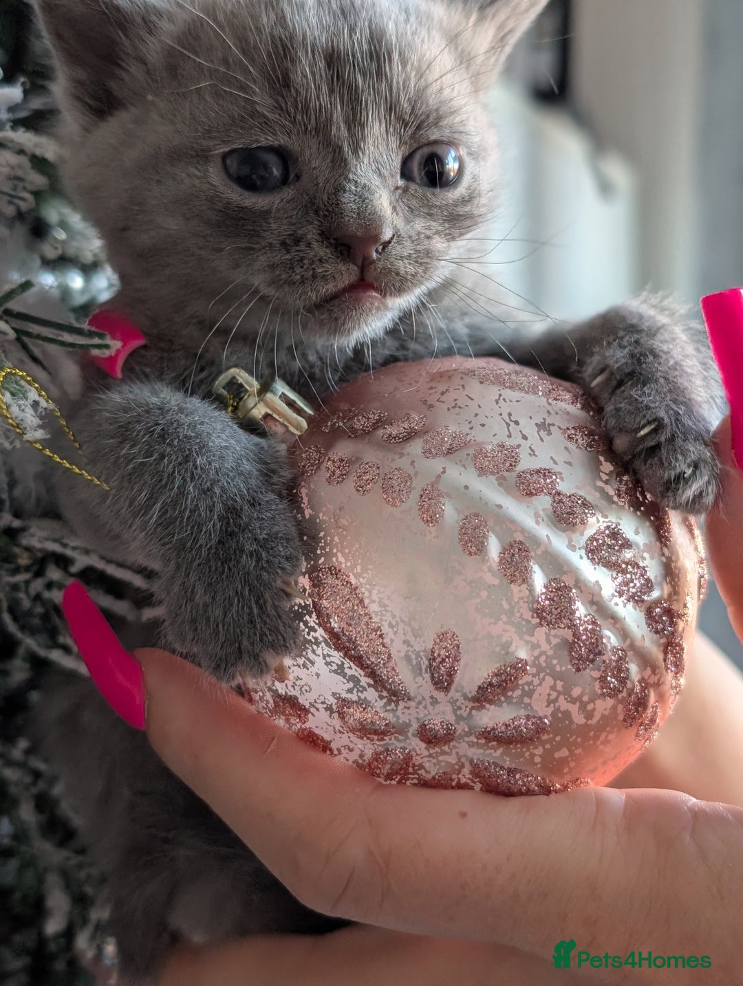 British Shorthair cats for sale: Beautiful BSH kittens needs their forever homes - Advert 3