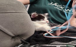 Mixed Breed cats for sale: Beautiful X Mainecoon babies  - Image 8
