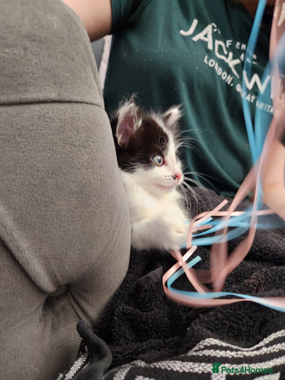 Mixed Breed cats for sale: Beautiful X Mainecoon babies  - Image 8