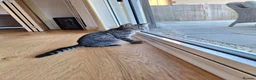 Mixed Breed cats for sale: Lovely little Female 17 week old Tabby kitten in Beaminster - Advert 9