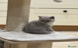 British Shorthair cats for sale: Blue/Lilac/Bicolour & Tortie Full Pedigree Reg BSH - Image 14