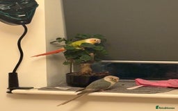 Conures birds for sale: Healthy and Happy Conures - Image 7