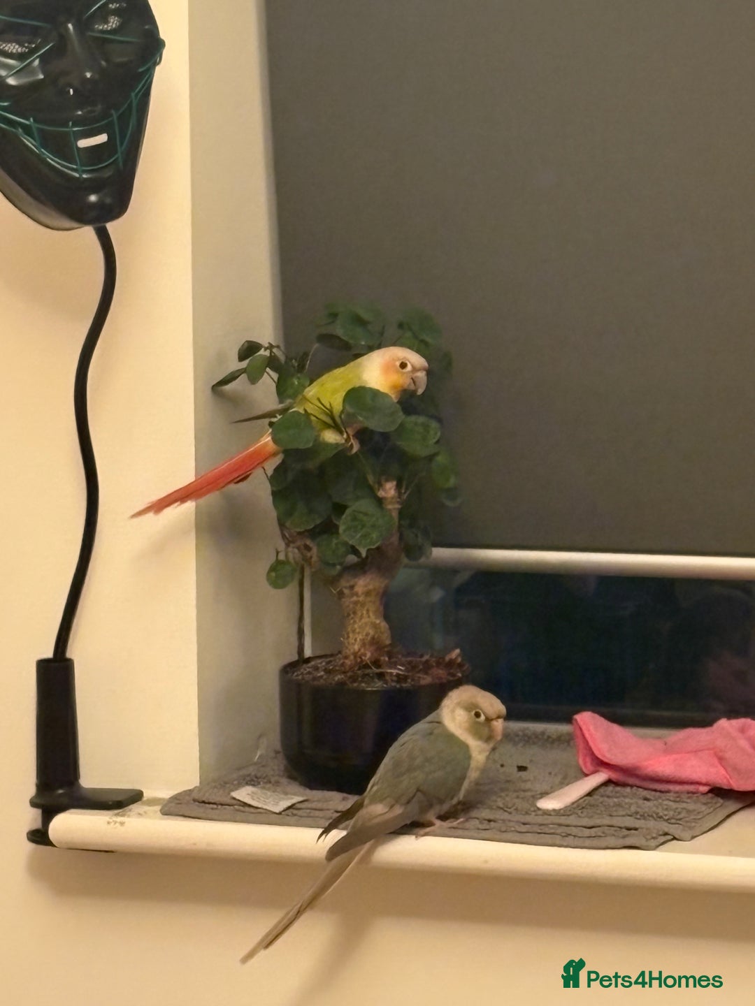 Conures birds for sale: Healthy and Happy Conures - Image 7