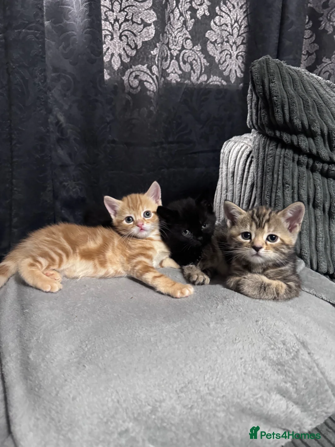 Mixed Breed cats for sale: American bobtail/tortoise shell  - Advert 2