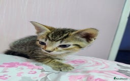 Mixed Breed cats for sale: Stunning kittens - Image 13
