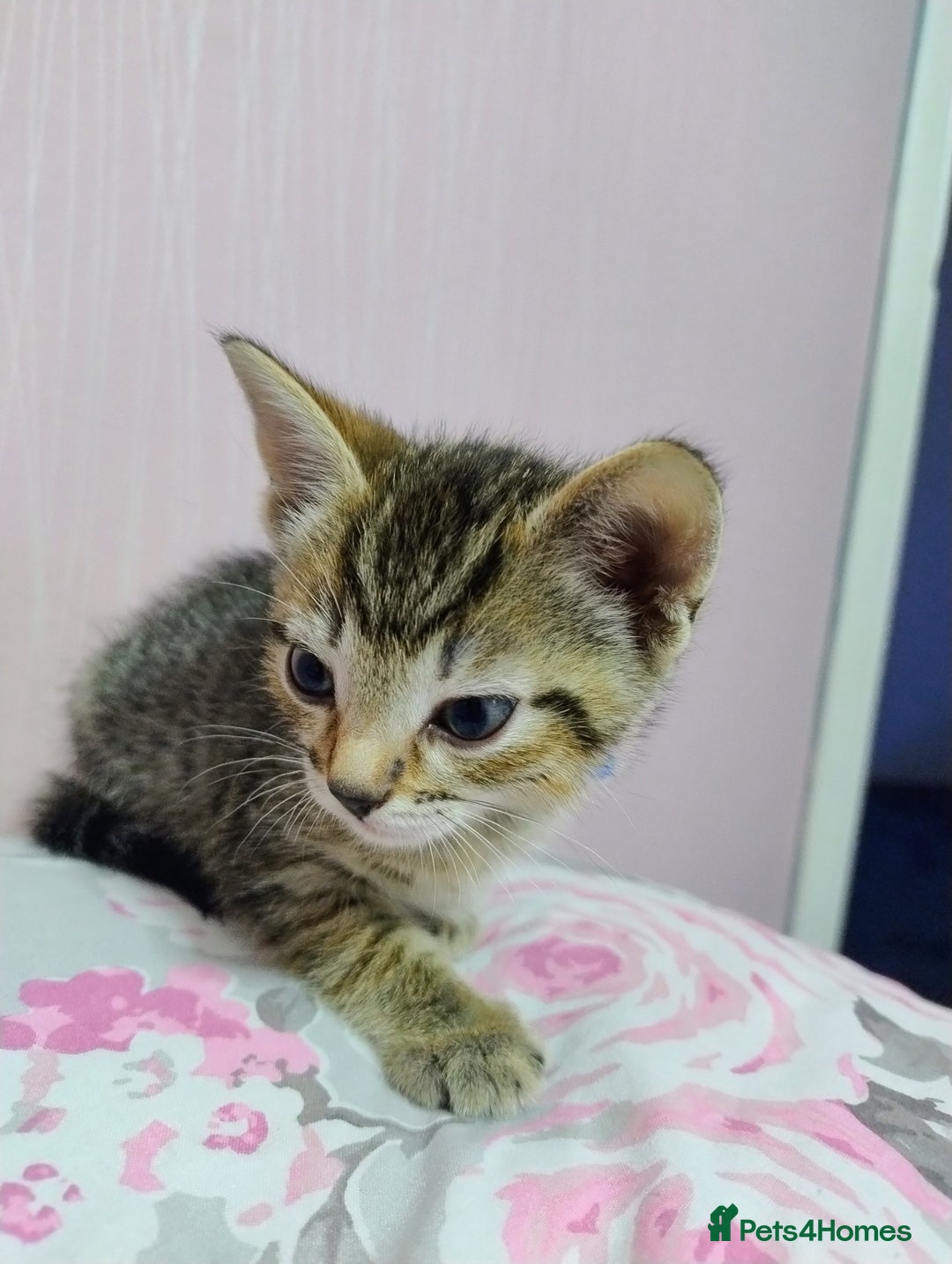 Mixed Breed cats for sale: Stunning kittens - Image 13