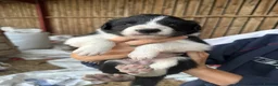 Border Collie dogs for sale: Very Cute Fluffy Border Collie Pups - Advert 30