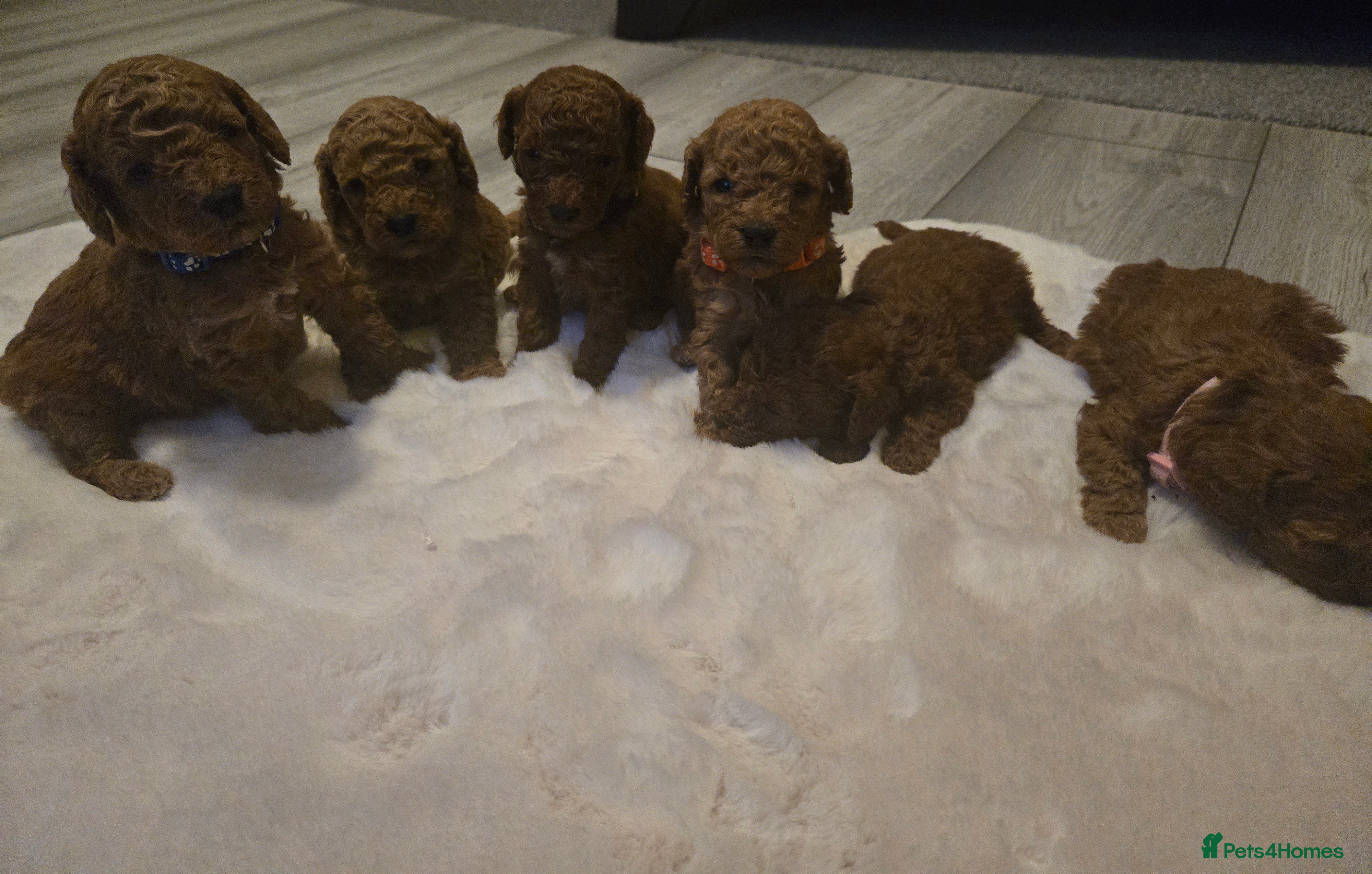 Toy Poodle dogs  Red toy poodles  - Advert 9