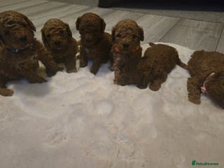 Toy Poodle dogs Red toy poodles - Advert 6