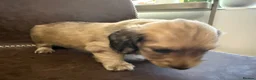 Miniature Dachshund dogs for sale: Exceptional KC Registered Miniature Dachshunds  - Advert 14