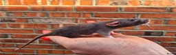 Rat rodents for sale: Various male and female rats  - Advert 3