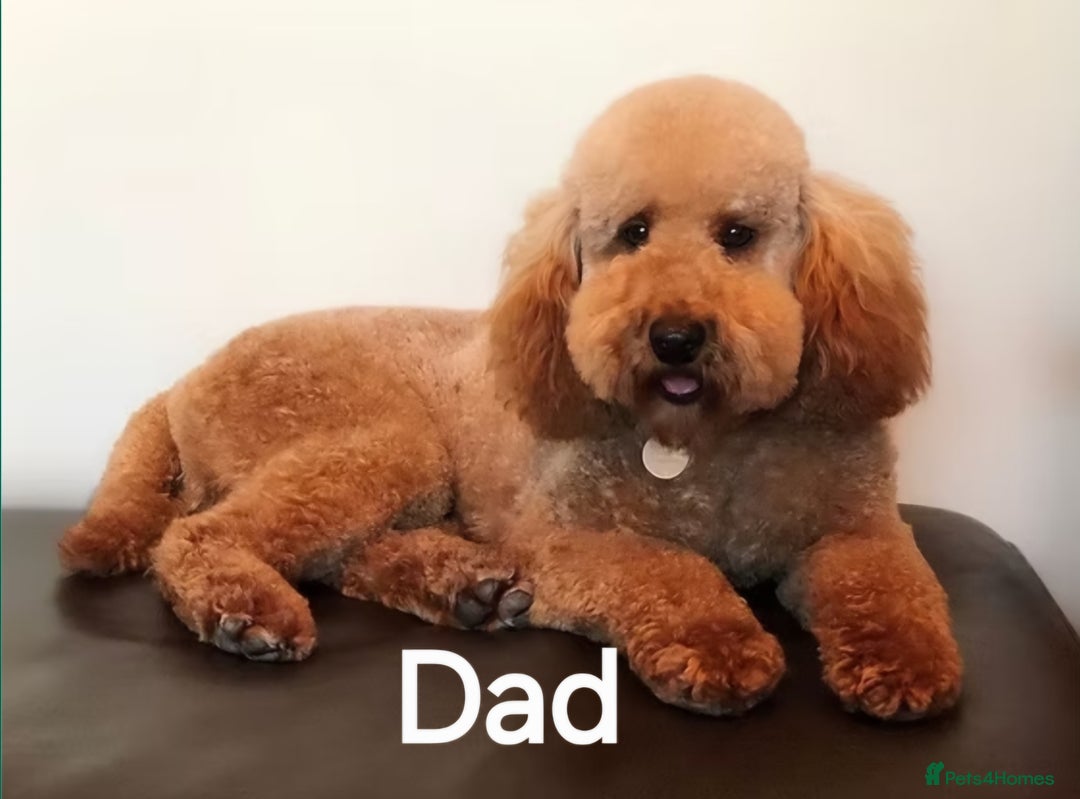 Cockapoo dogs for sale: 7 extreme quality cockapoo pups - Advert 11