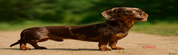Miniature Dachshund dogs for stud: Mini Dachshund Boy for Stud, KC reg, Choc Dapple in Salford - Advert 2