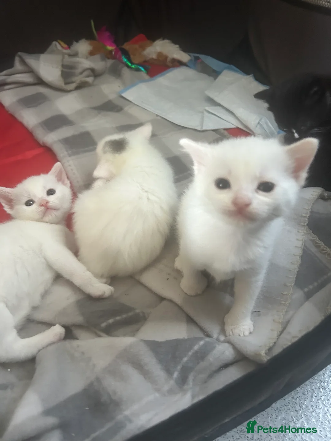 Turkish Van cats for sale: Beautiful Turkish van kittens for sale.  - Advert 2