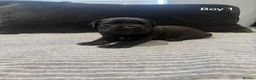 Cane Corso dogs for sale: Cane Corso puppies excellent example of the breed  in Manchester - Advert 1