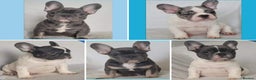 French Bulldog dogs for stud: Blue and tan quad merle in Sheffield - Advert 16