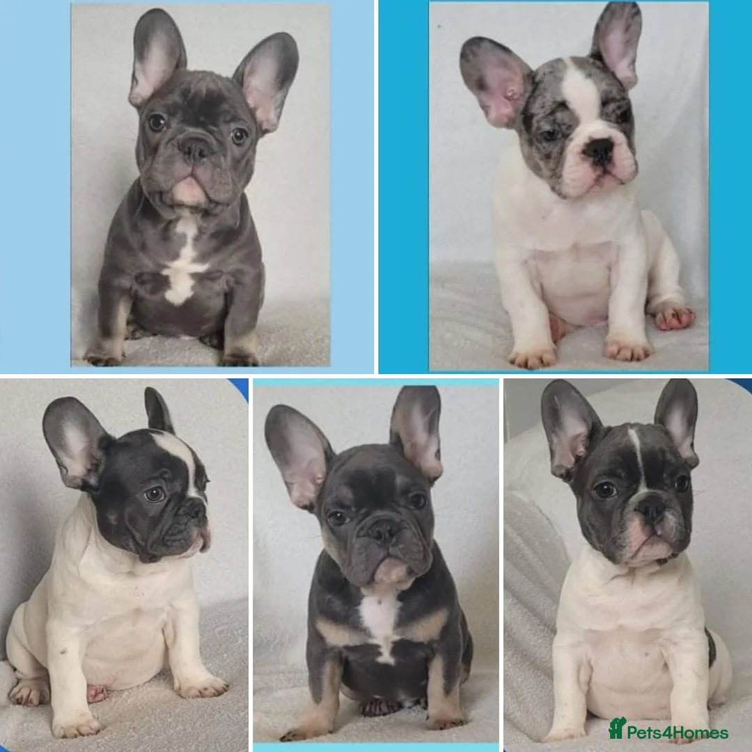 French Bulldog dogs for stud: Blue and tan quad merle in Sheffield - Advert 16